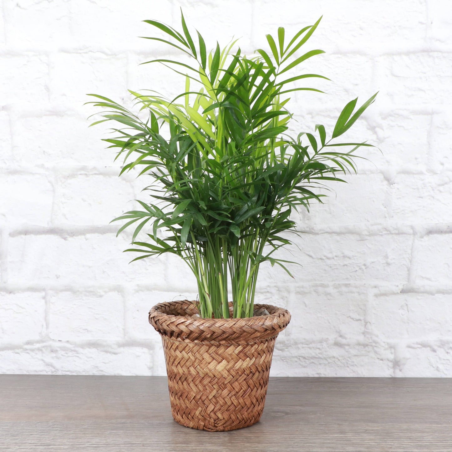 4" Woven Decorative Pot Cover for Plants