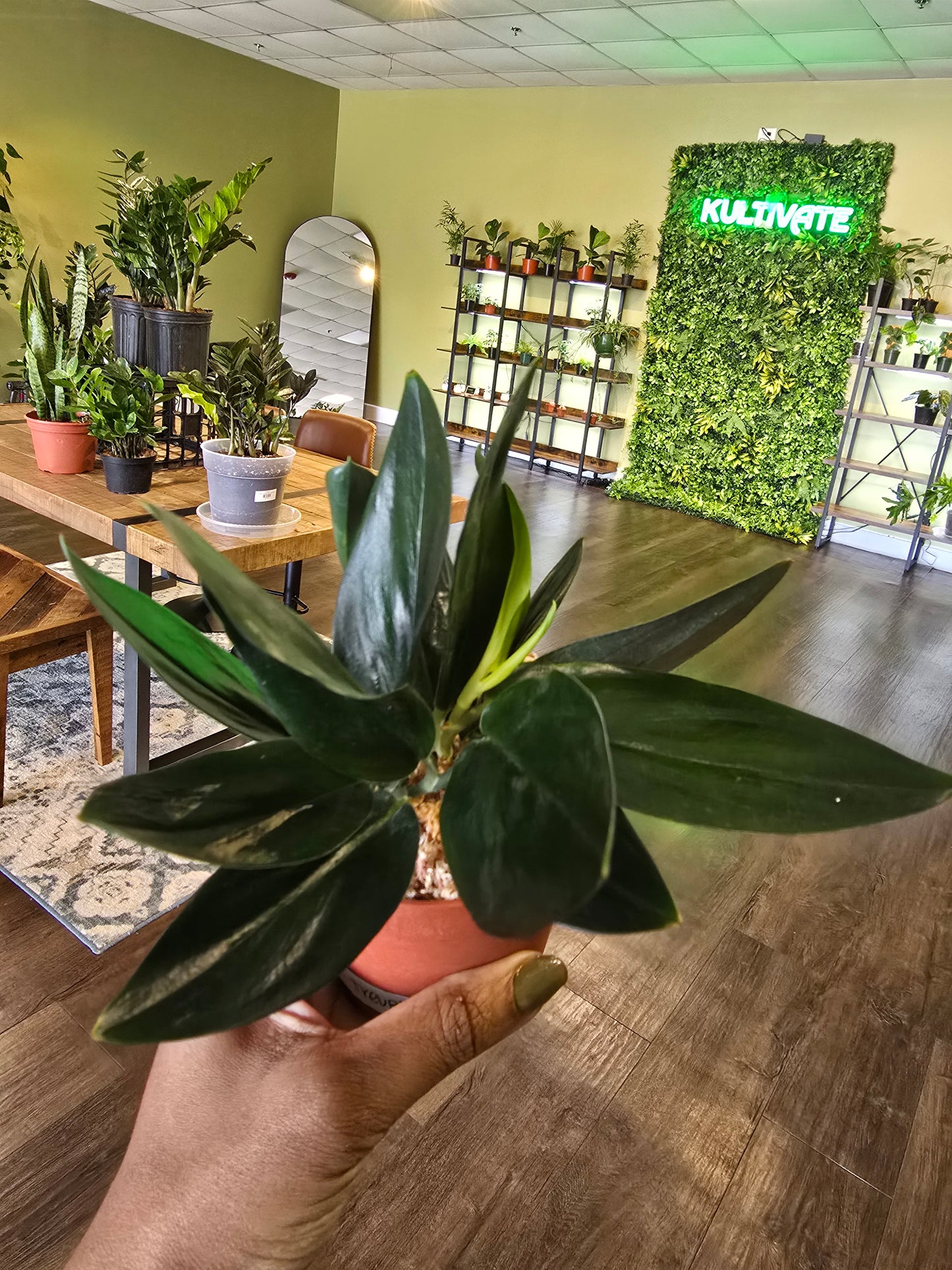 Scindapsus Treubii Dark 4"