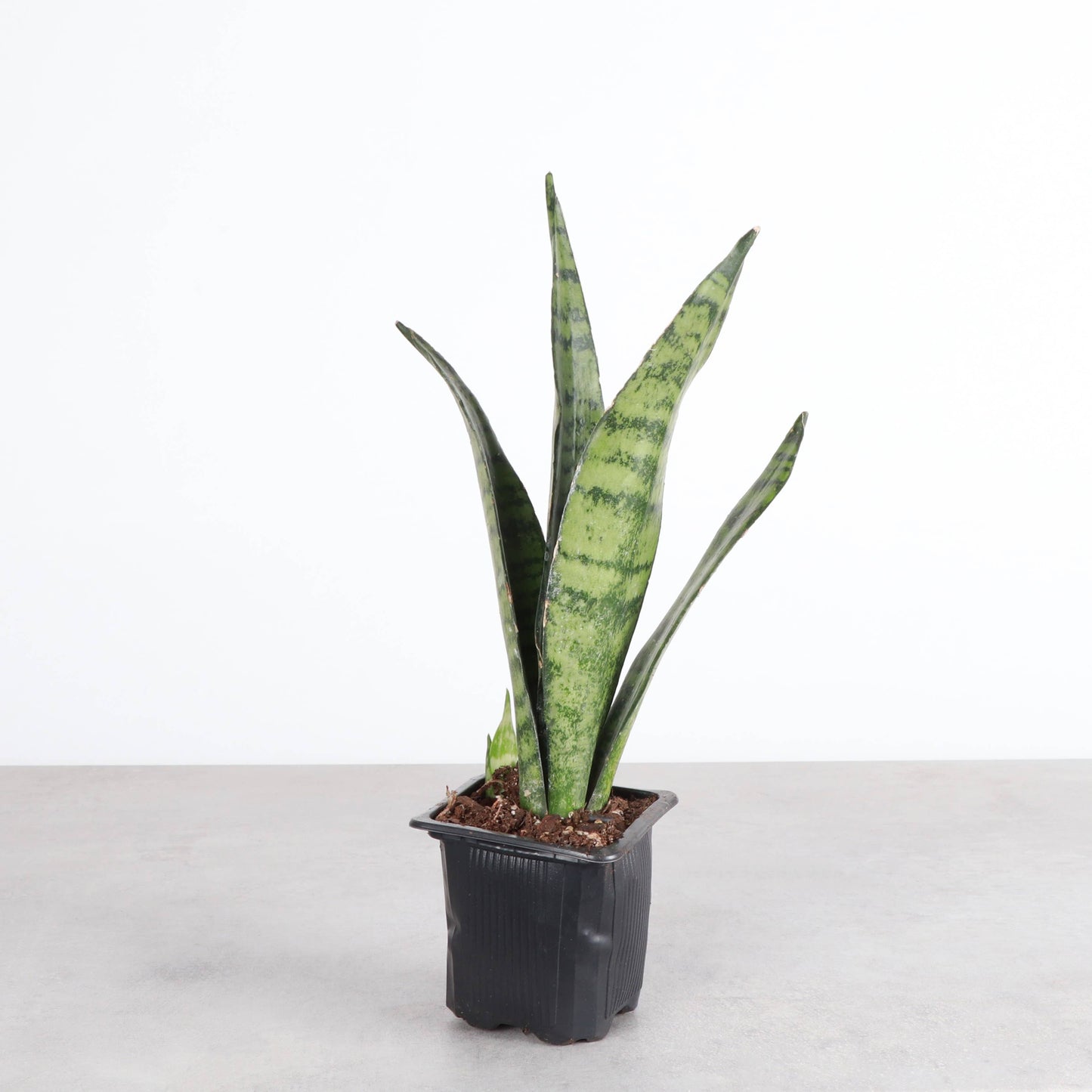 Snake 'Zeylancia' Snake Plant 3"