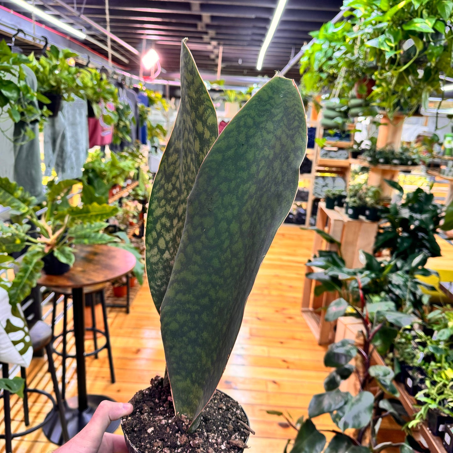 Sansevieria Whale Fin 4"