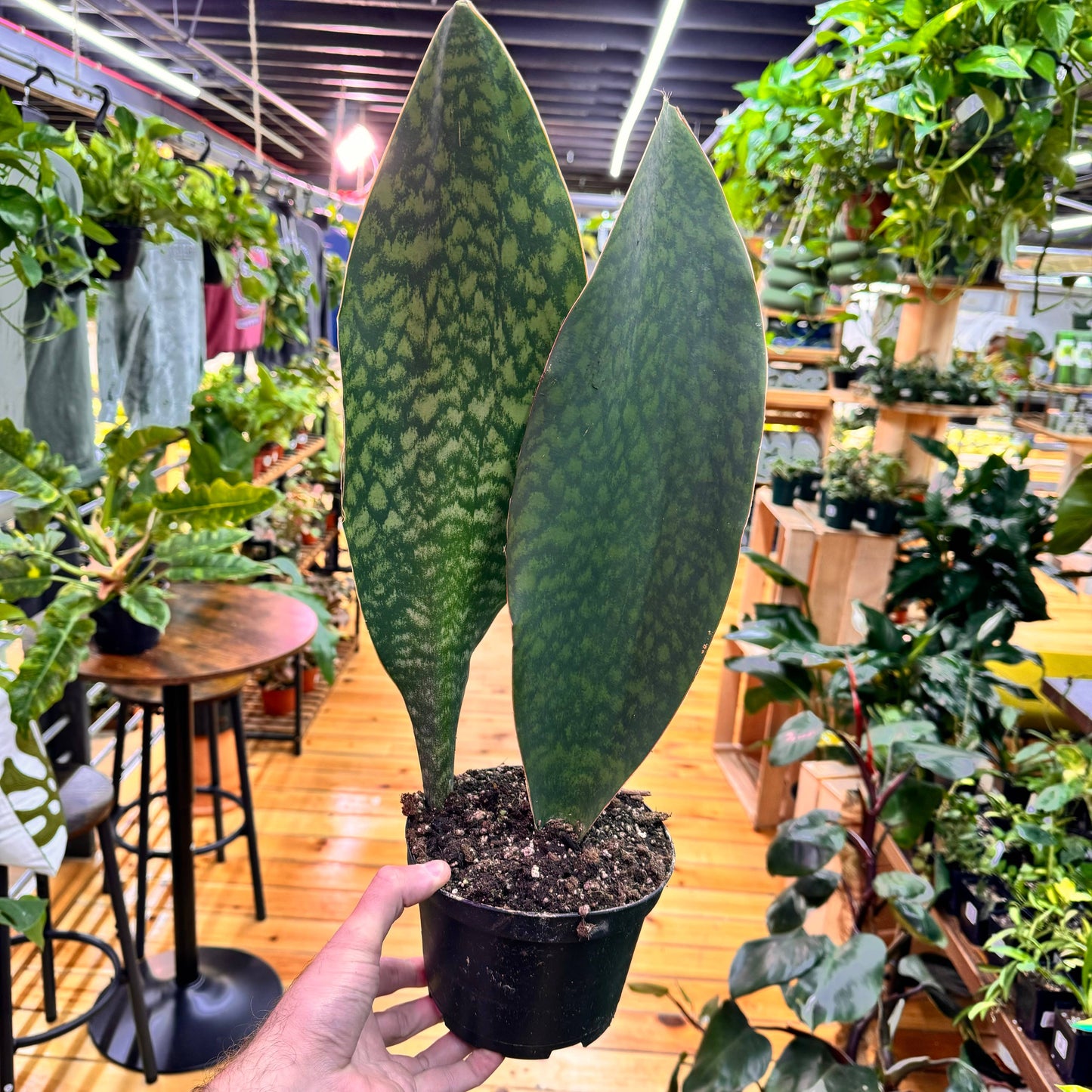 Sansevieria Whale Fin 4"