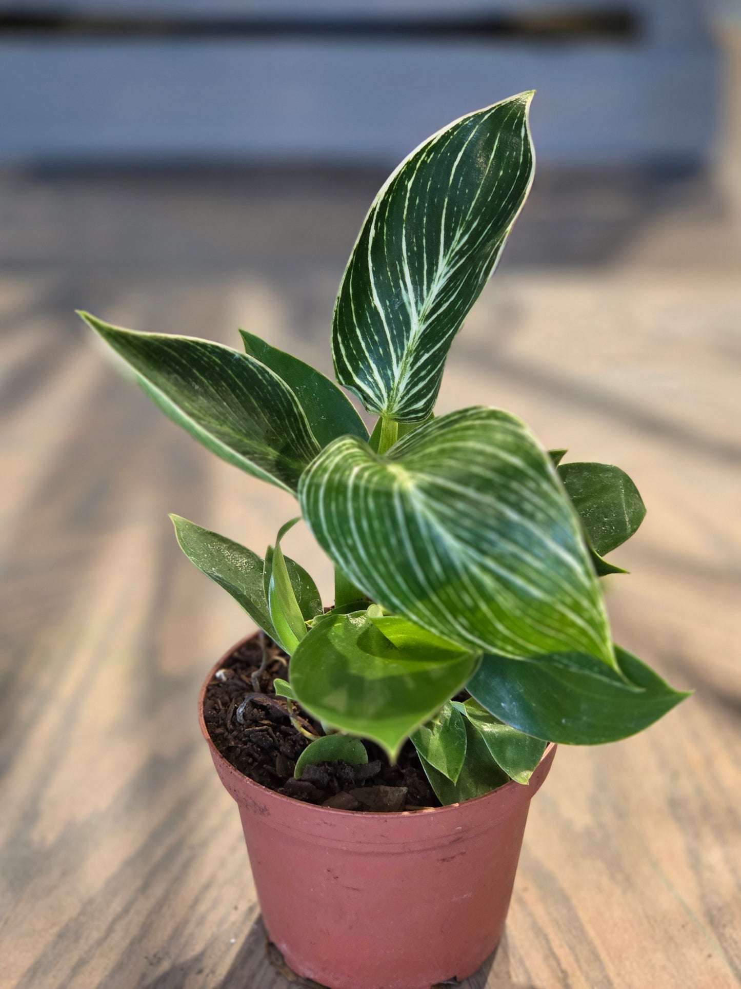 Philodendron Birkin 4"