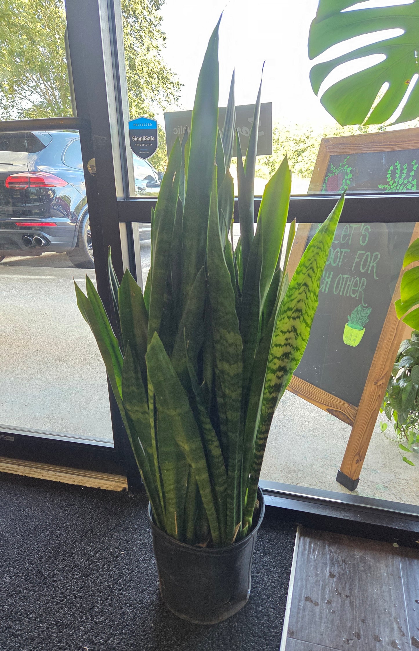 Sansevieria ‘Black Coral’ Snake Plant 9' -mature