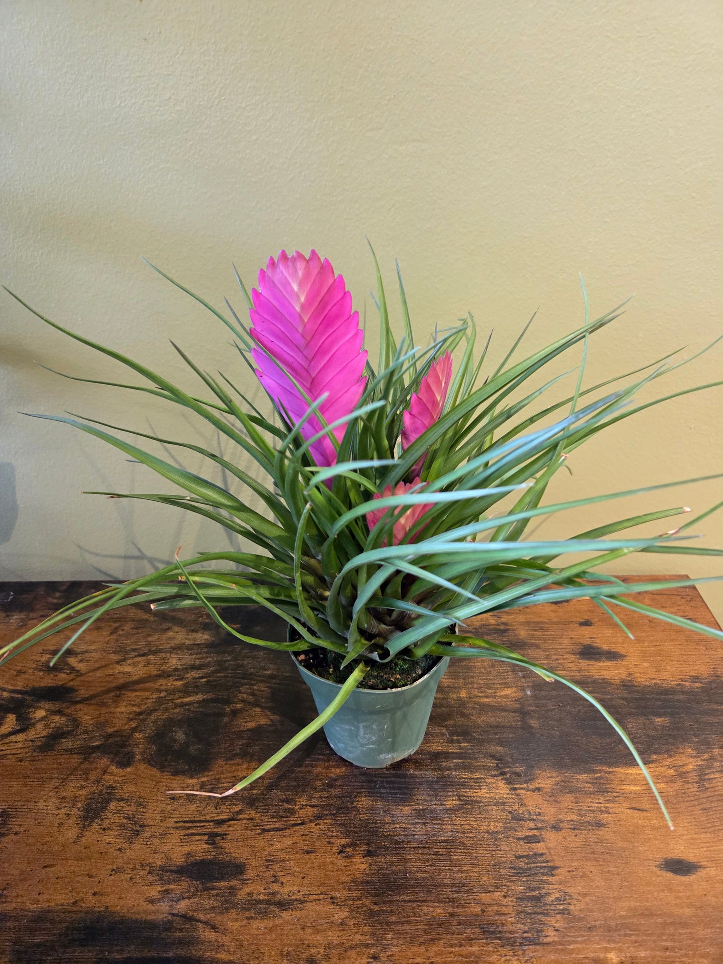 Antonio Bromeliad Pink 4"