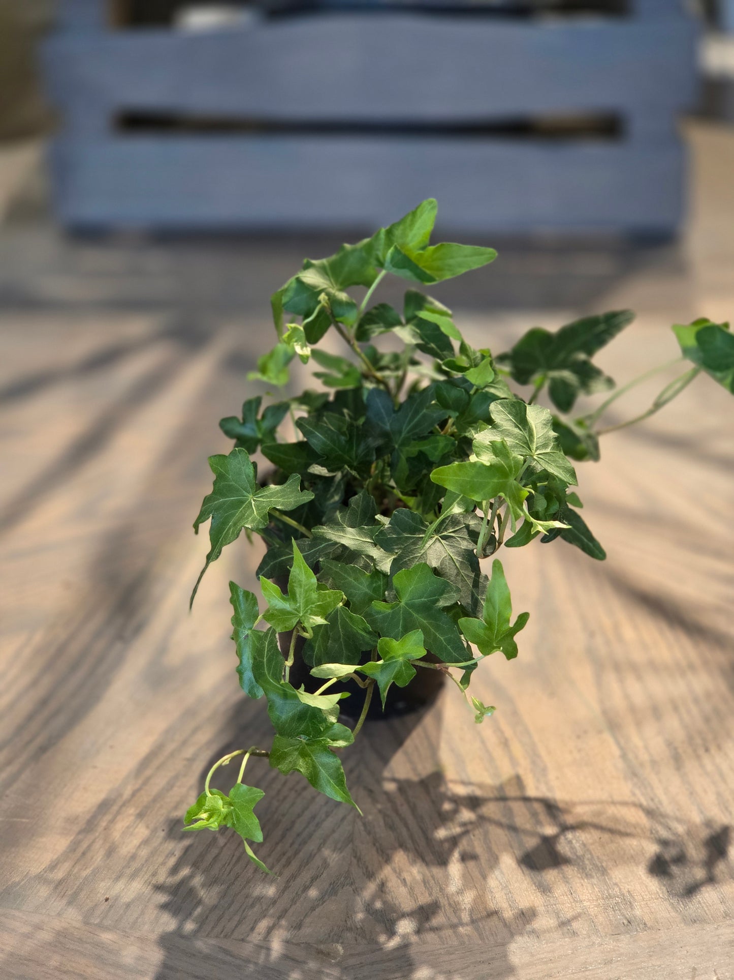 Green Ivy 4"