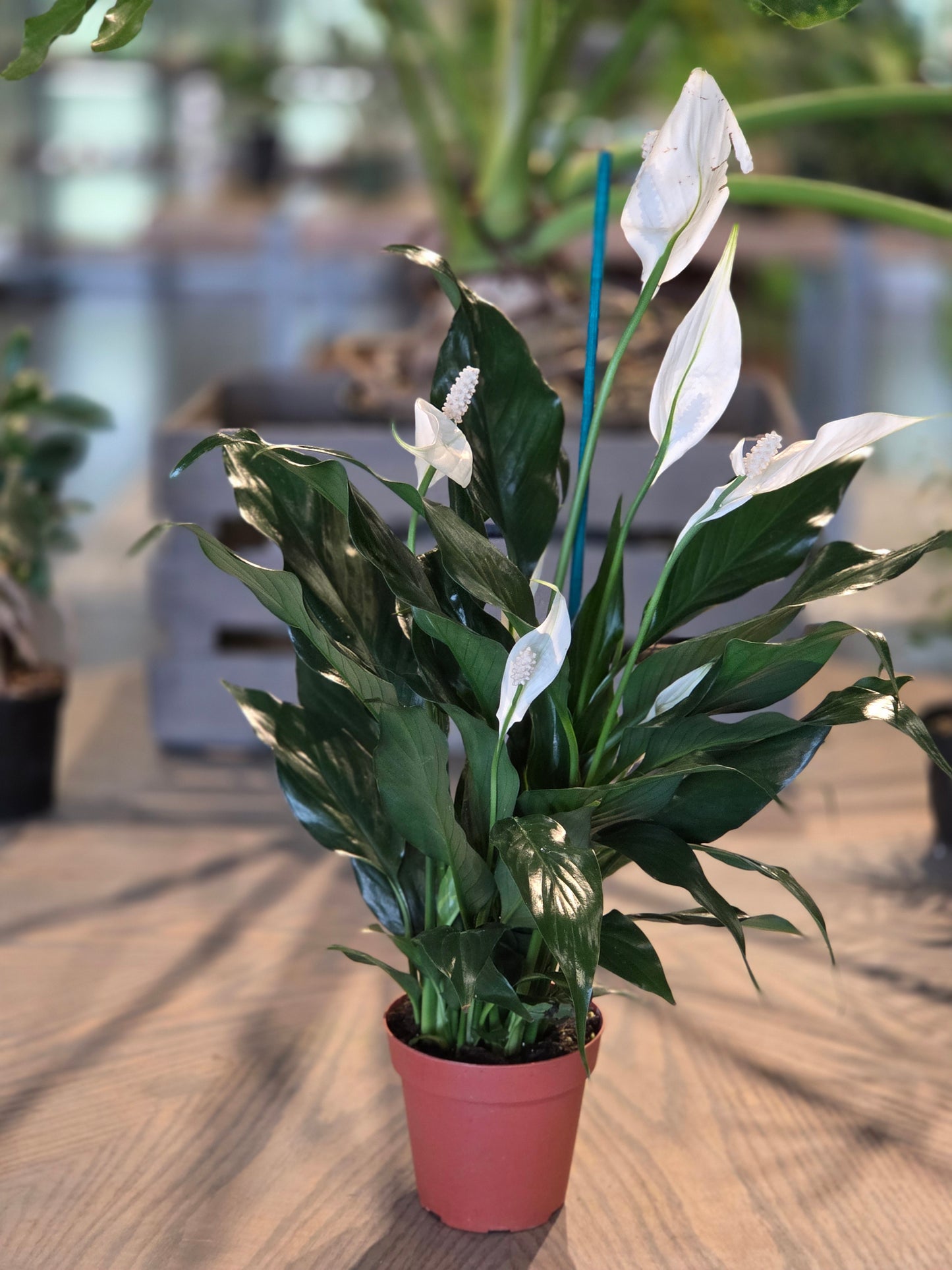 Spathiphyllum (Peace Lily) 4"
