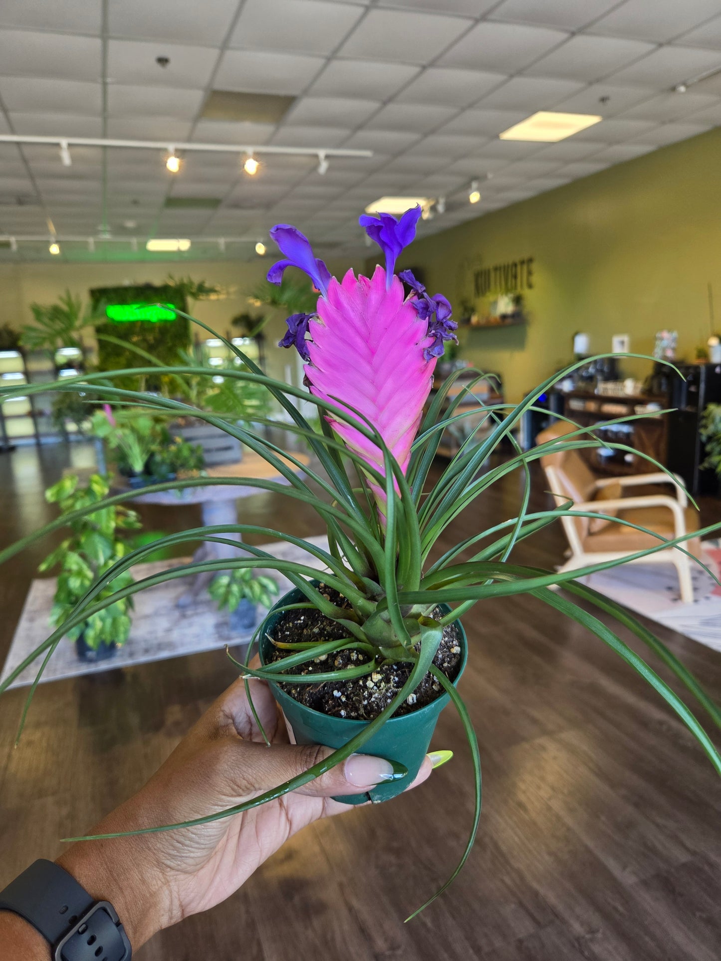 Pink Quill Bromeliad 4"