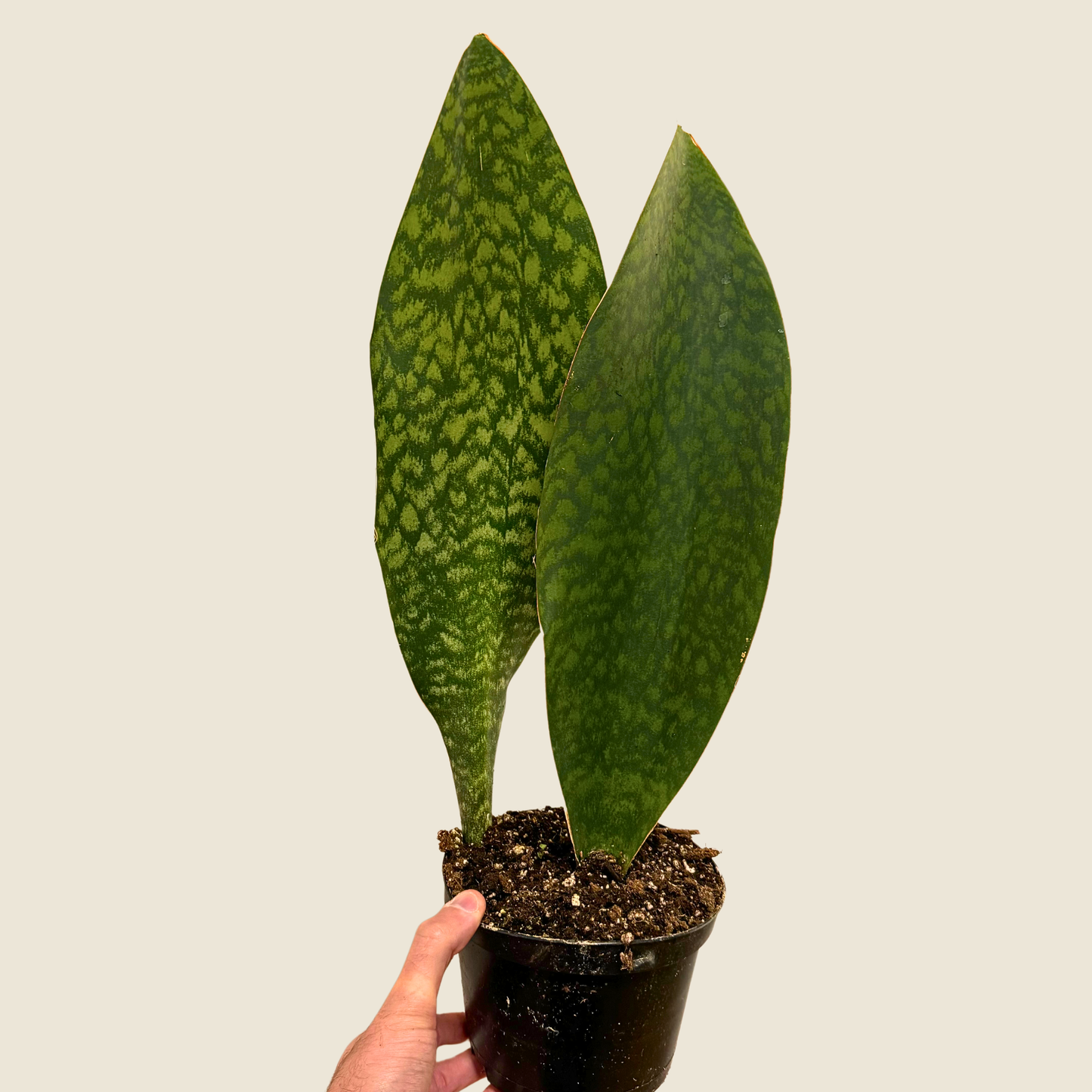 Sansevieria Whale Fin 4"