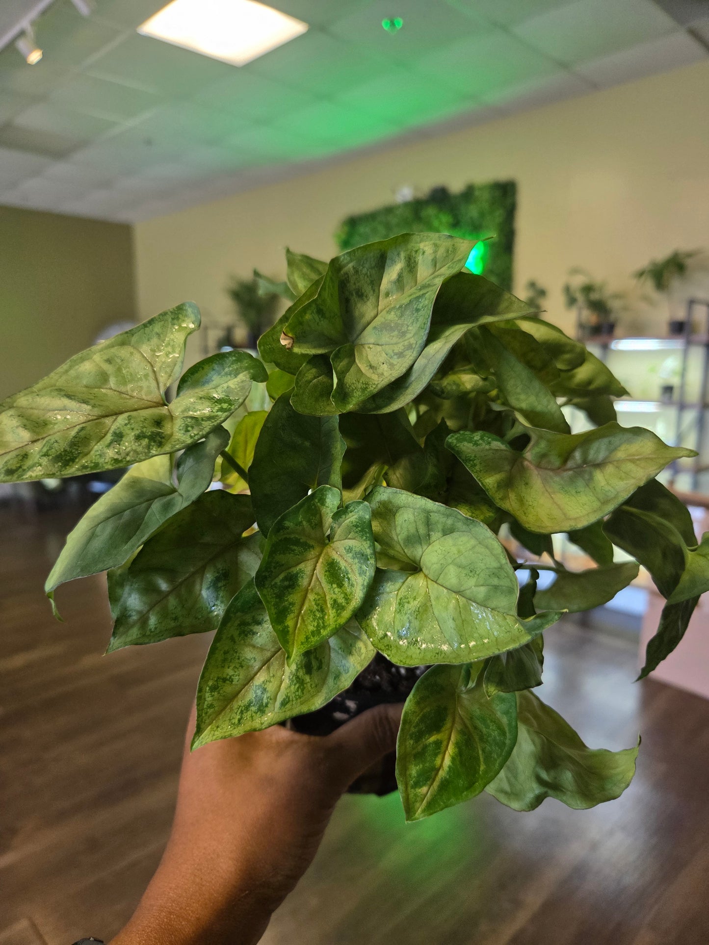 Butterfly Syngonium 4"