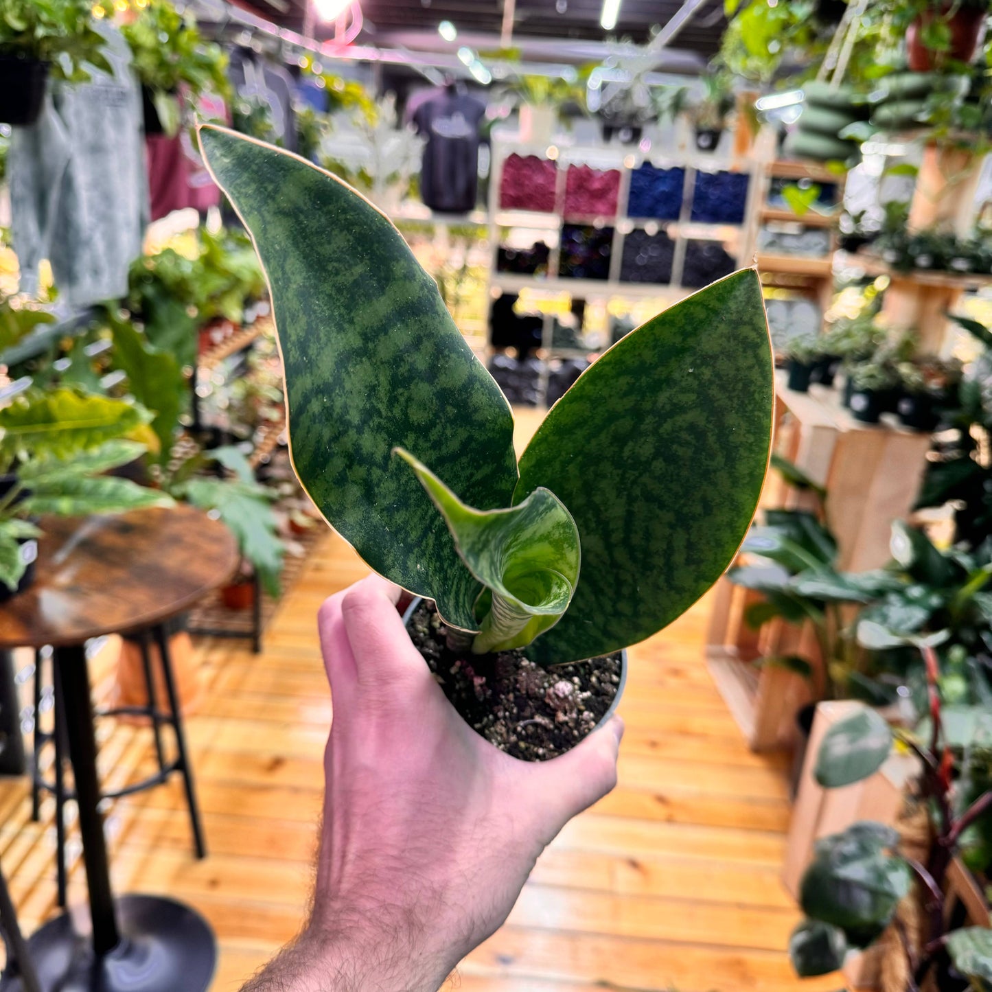 Sansevieria Whale Fin 4"