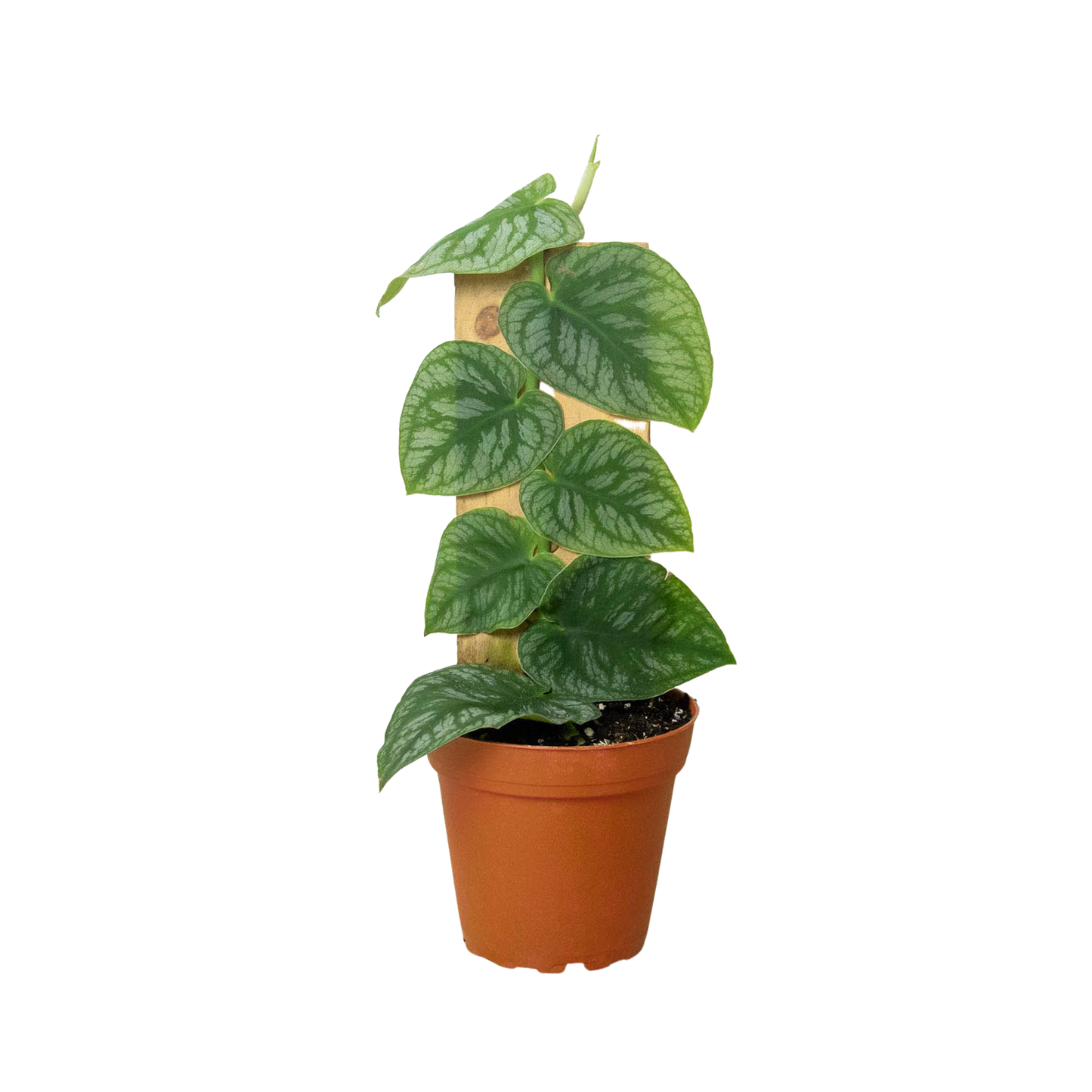 Monstera Dubia (Shingle Plant) 4"