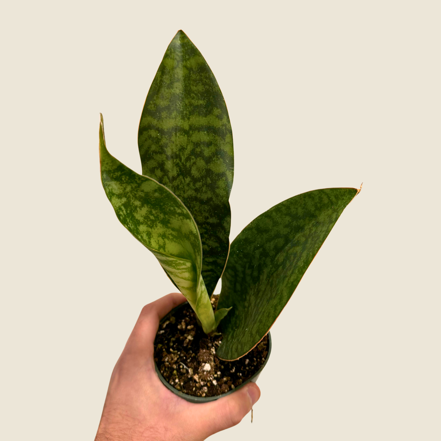 Sansevieria Whale Fin 4"