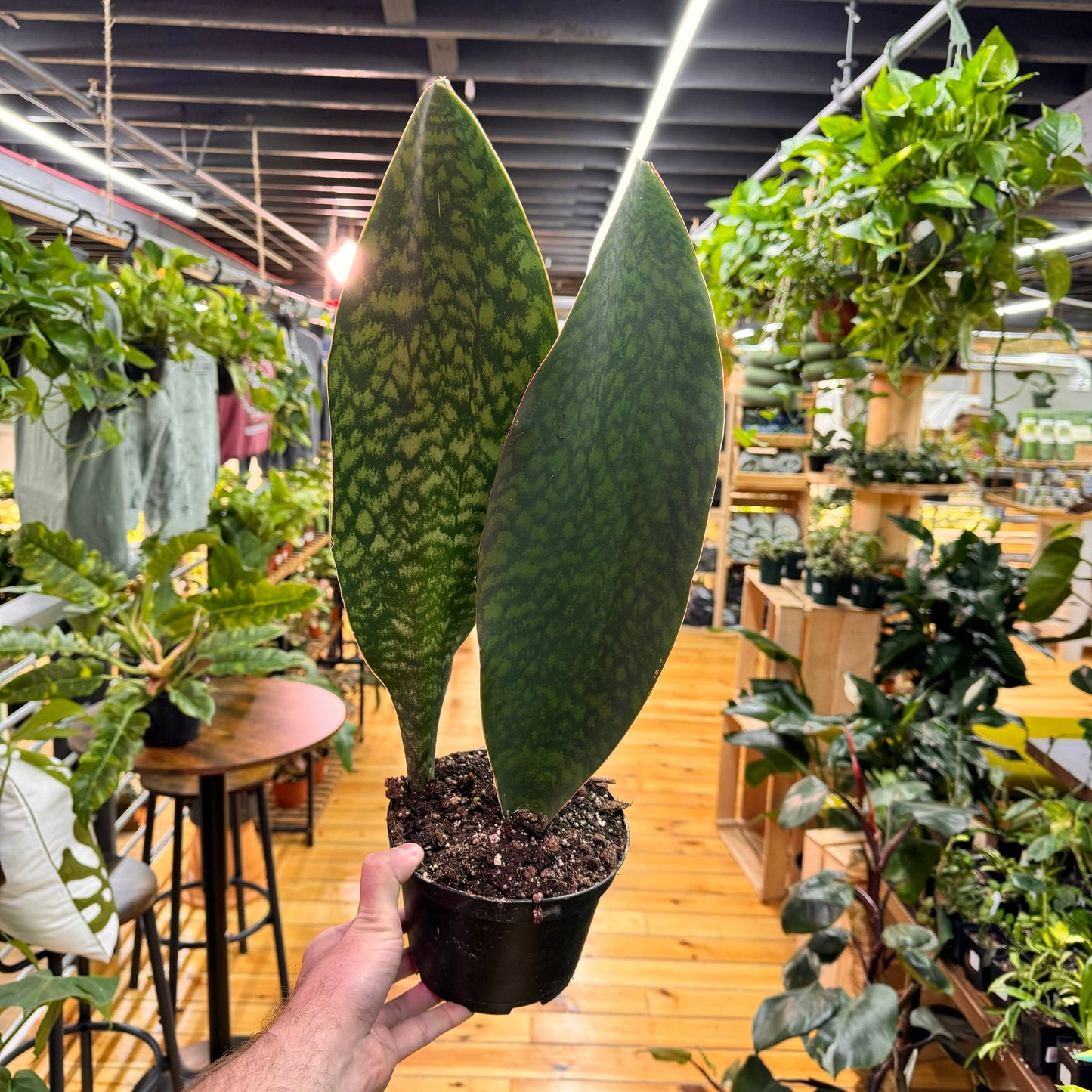 Sansevieria Whale Fin 4"
