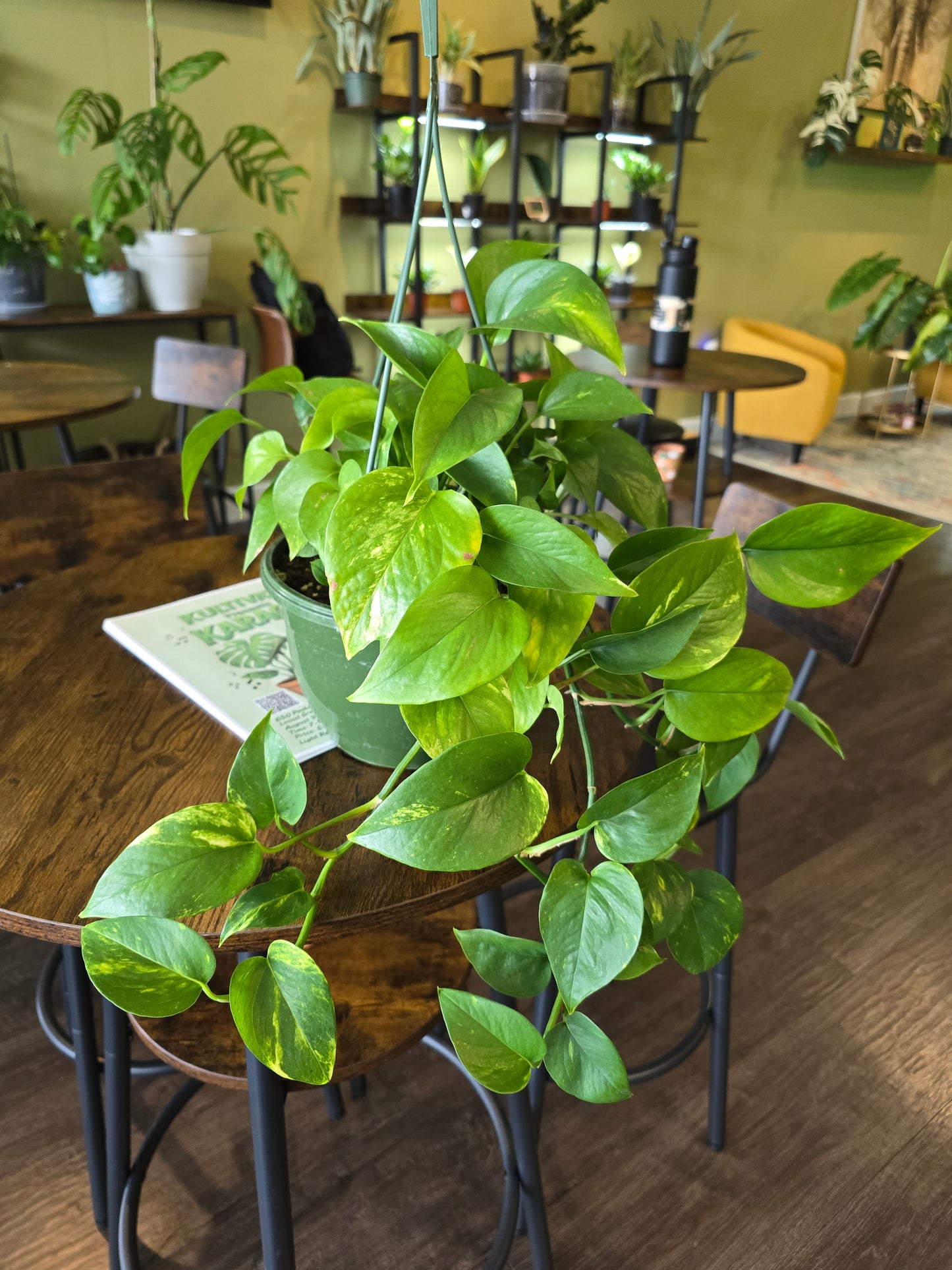 Pothos 'Golden' 8"