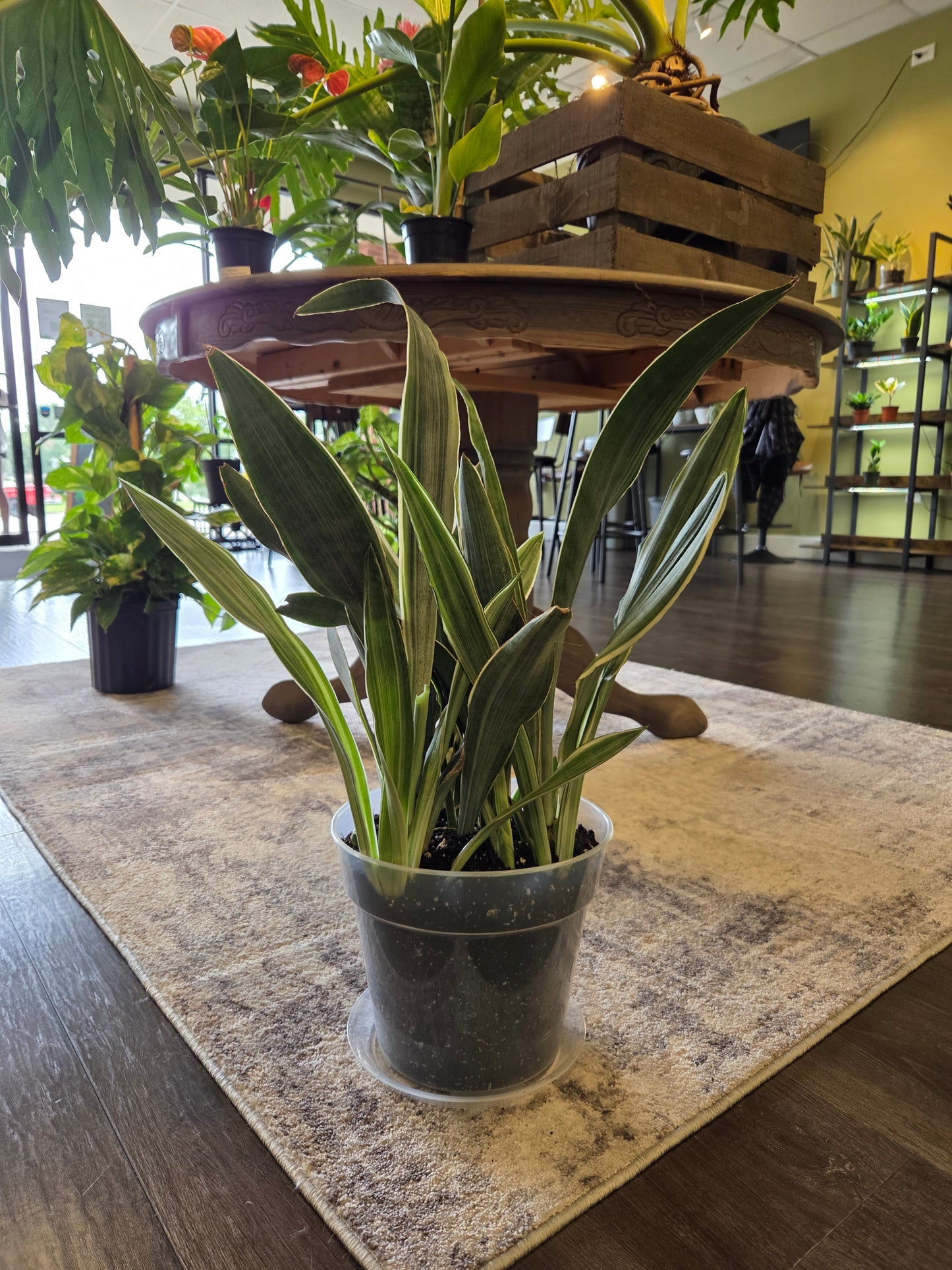 Sansevieria 'Sayuri' (Snake Plant) 9" repotted