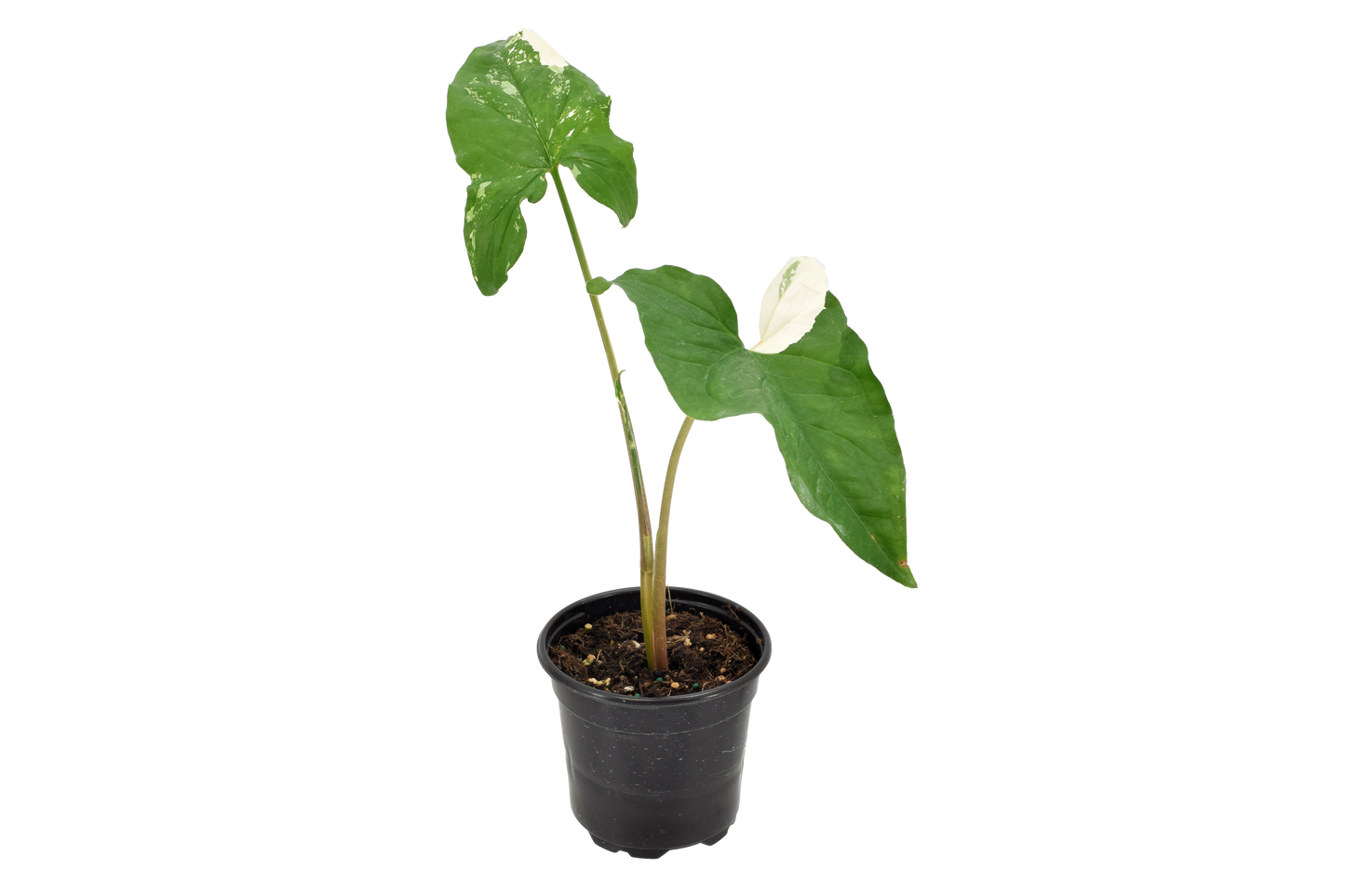 Syngonium Albo 4"