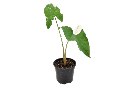 Syngonium Albo 4"
