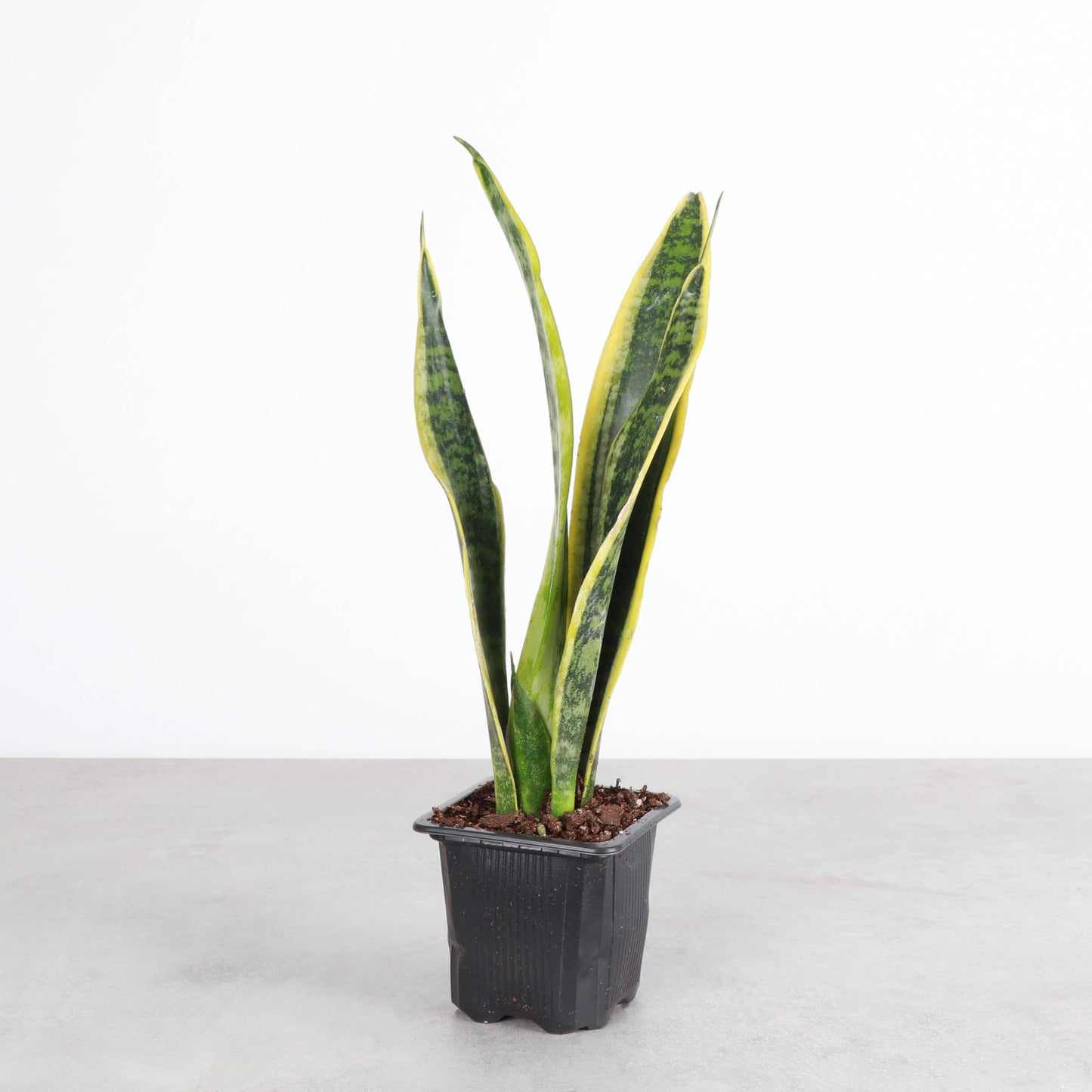 Snake 'Laurentii', Variegated Snake Plant 3"