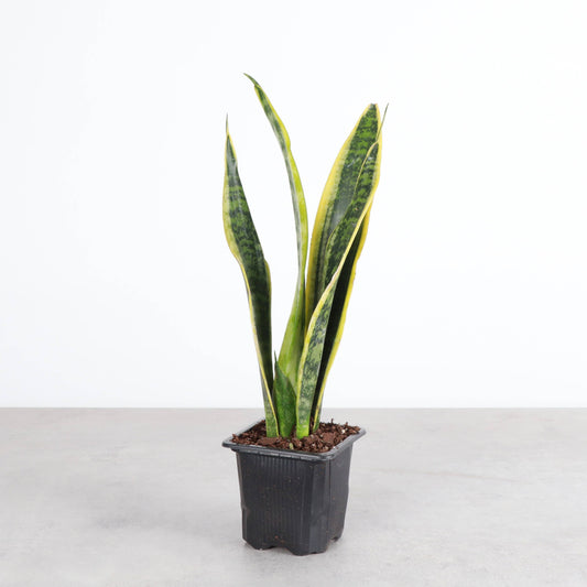 Snake 'Laurentii', Variegated Snake Plant 3"