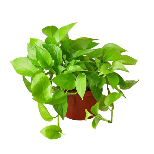 Pothos Neon 6"