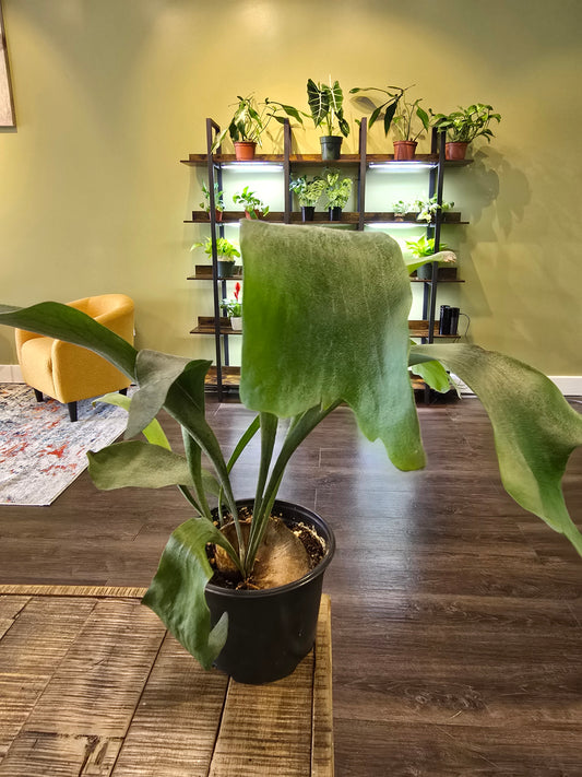 Staghorn Fern 6"