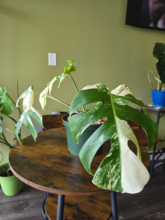 Monstera Borsigiana Albo 8"