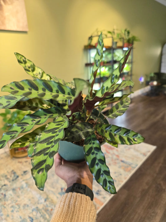 Calathea Lancifolia ‘Rattlesnake’ 6"