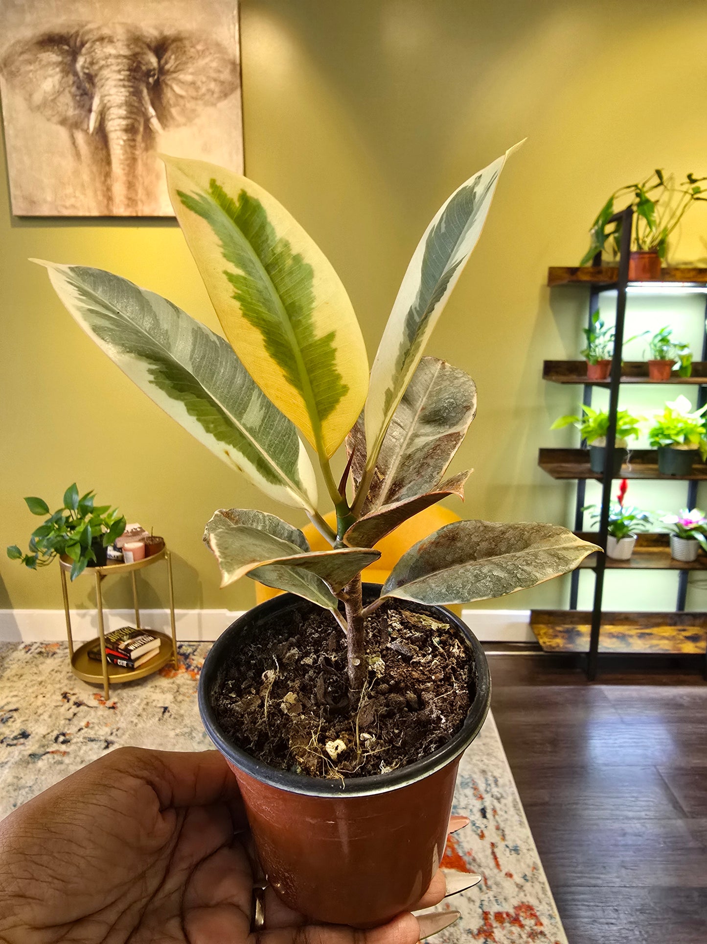 Ficus Tineke 4"