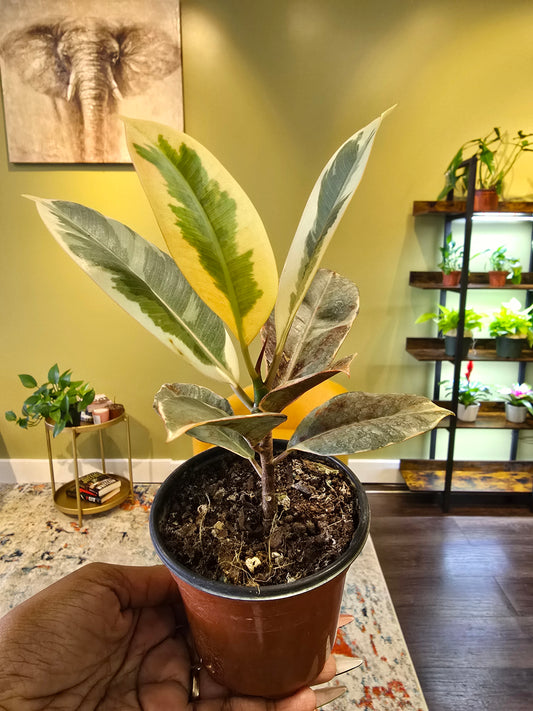 Ficus Tineke 4"