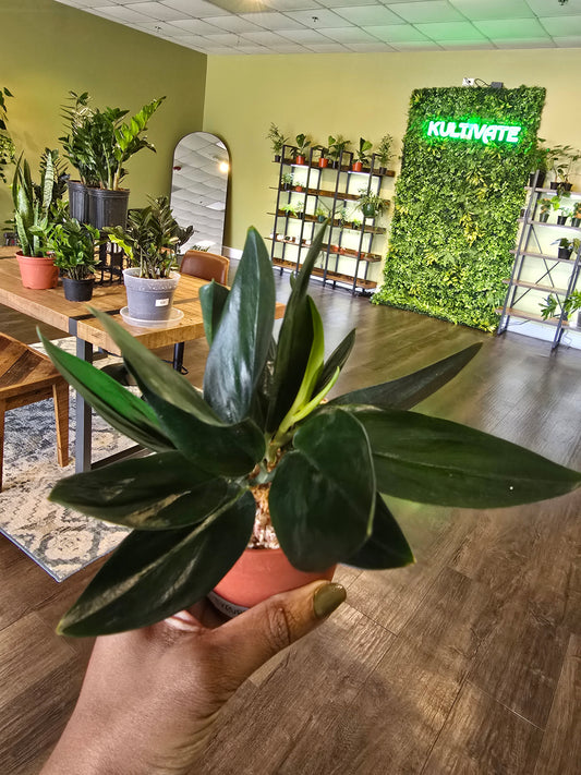 Scindapsus Treubii Dark 4"