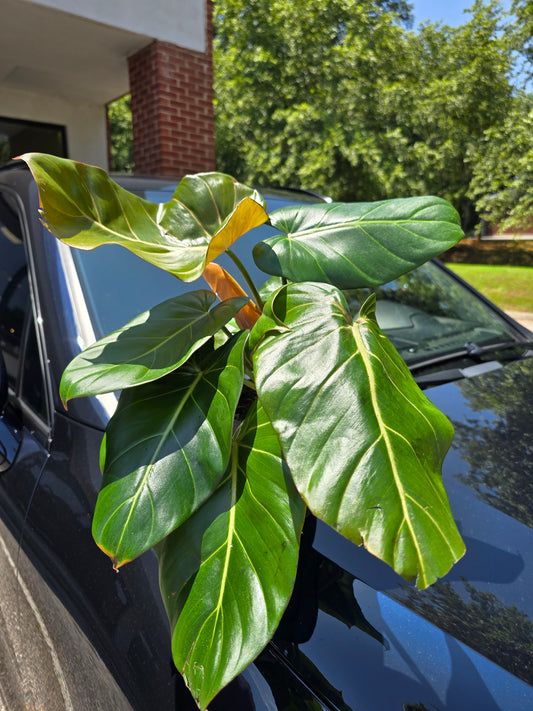 Philodendron 'Summer Glory' 6"