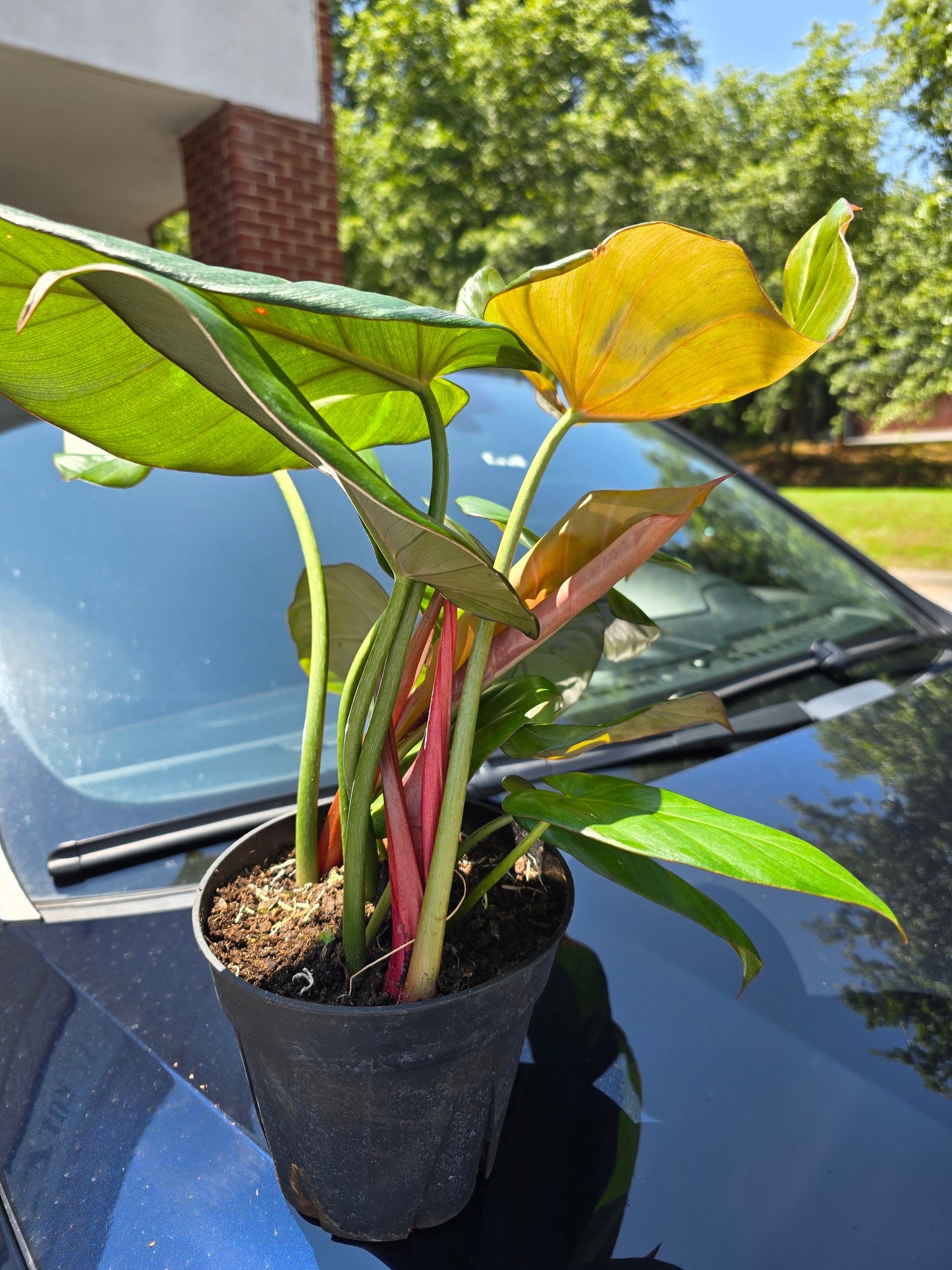 Philodendron 'Summer Glory' 6"