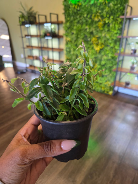 Lipstick Plant 'Twister' 4'