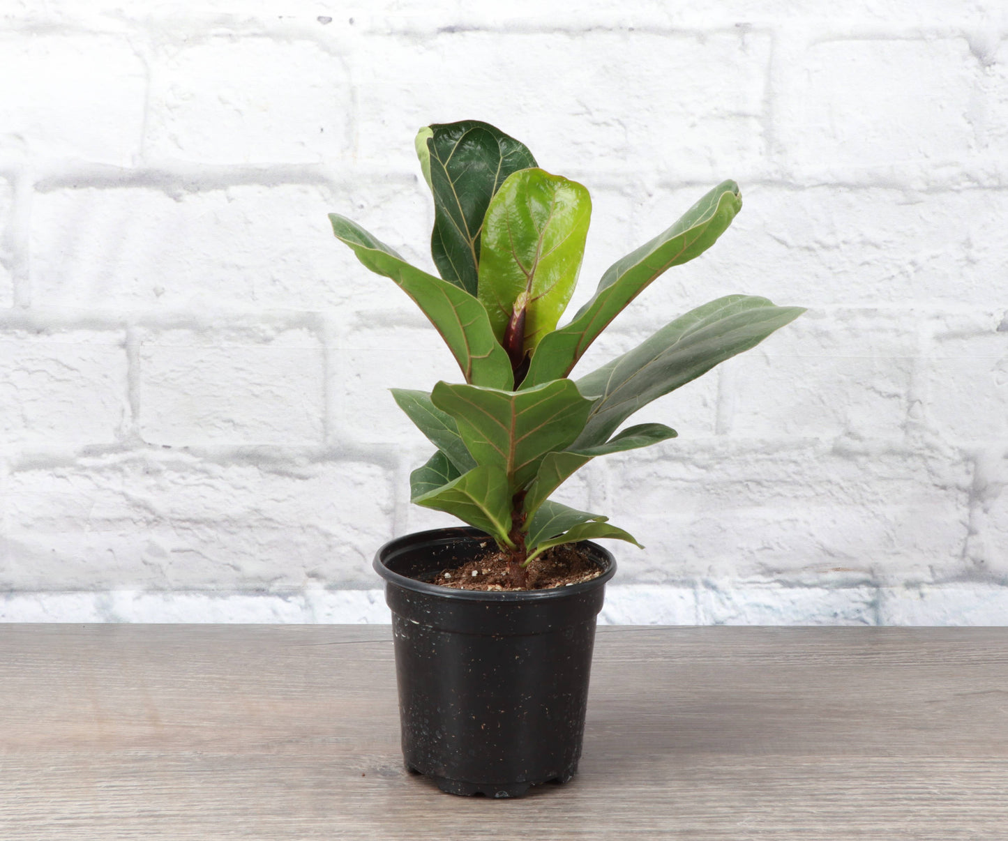 Fiddle Leaf Fig 6"