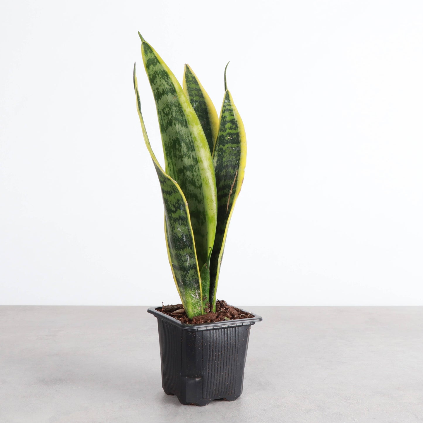 Snake 'Laurentii', Variegated Snake Plant 3"