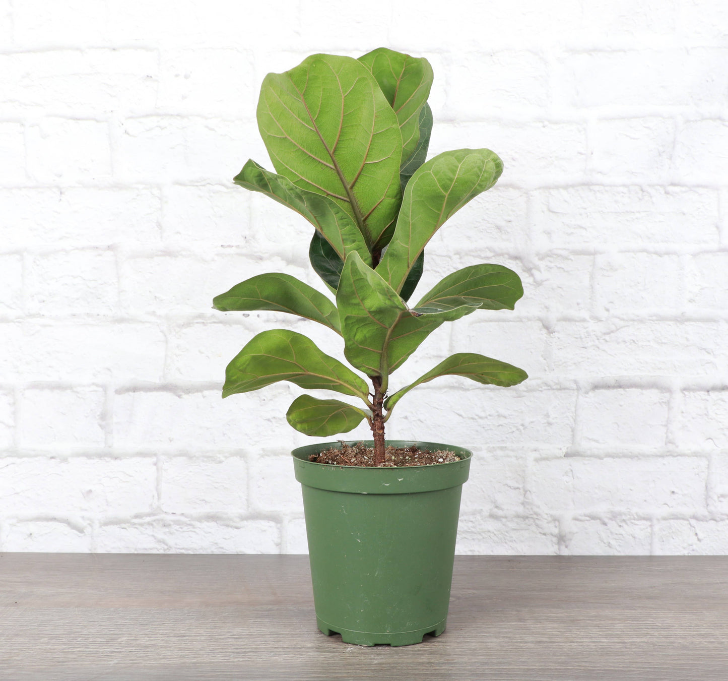 Fiddle Leaf Fig 6"