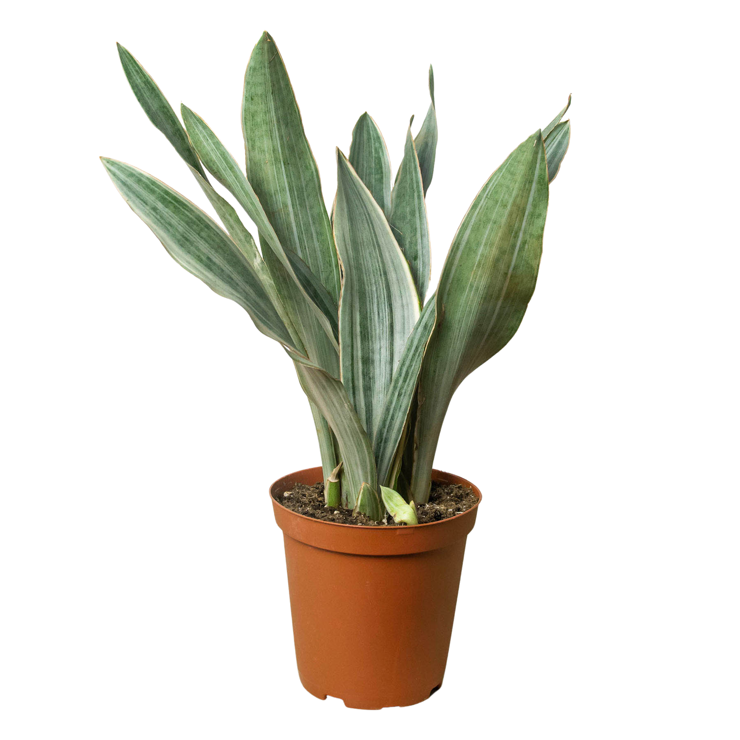 Sansevieria 'Sayuri' (Snake Plant) 6'