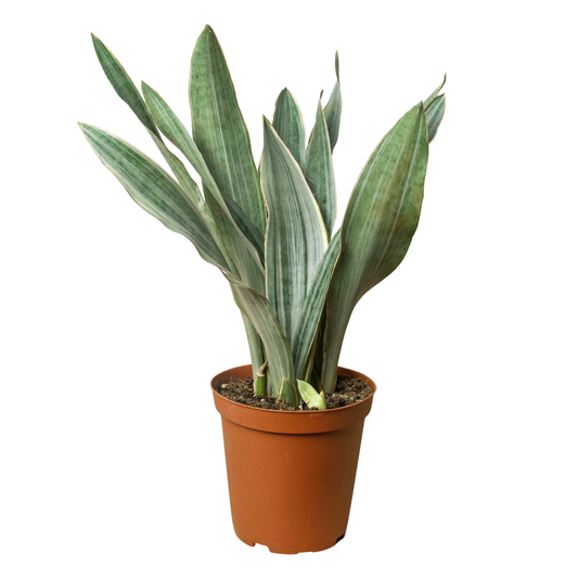 Sansevieria 'Sayuri' (Snake Plant) 6'