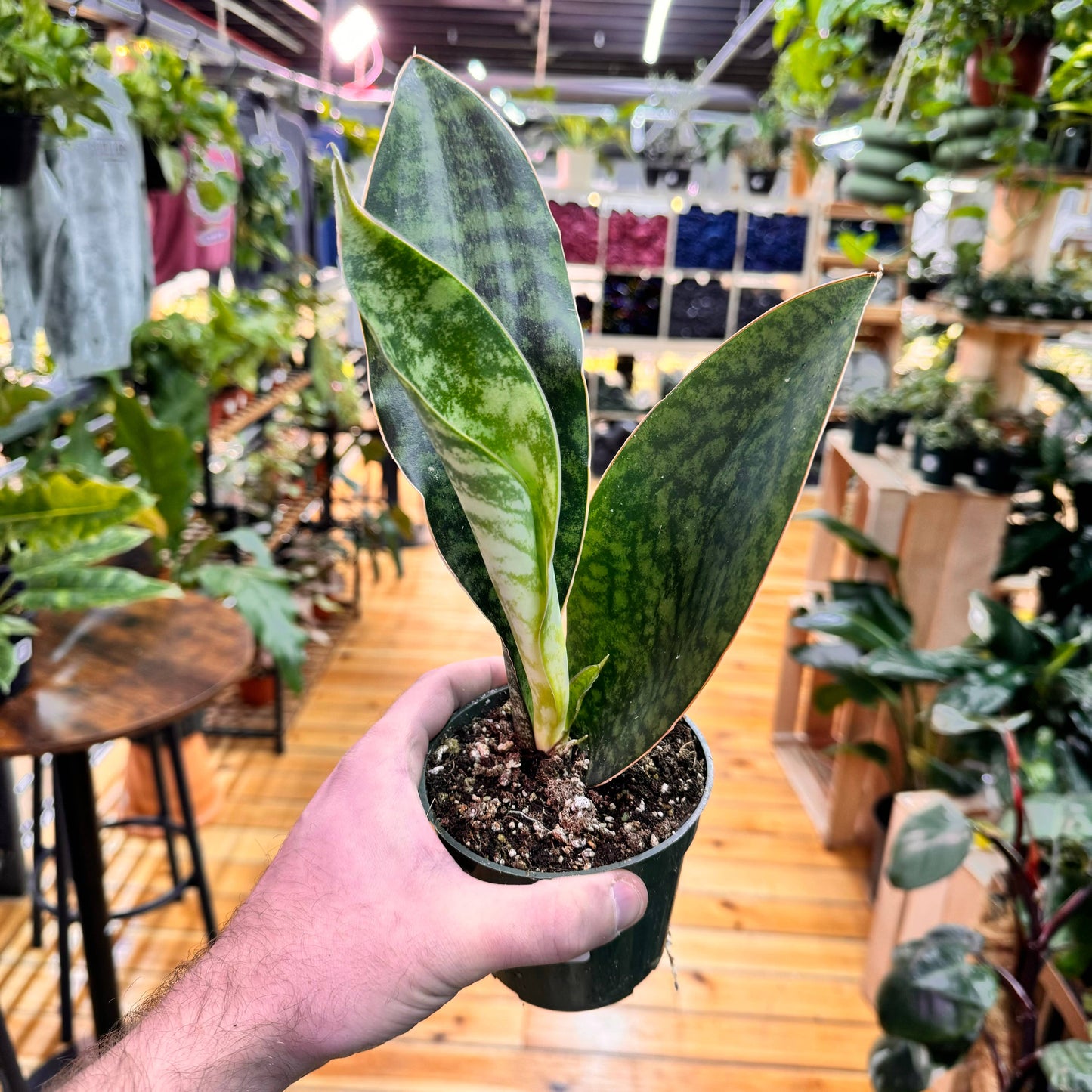 Sansevieria Whale Fin 4"