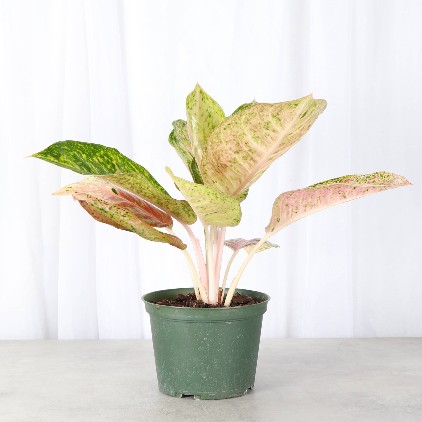 Dizzy Diamond Aglaonema 6"
