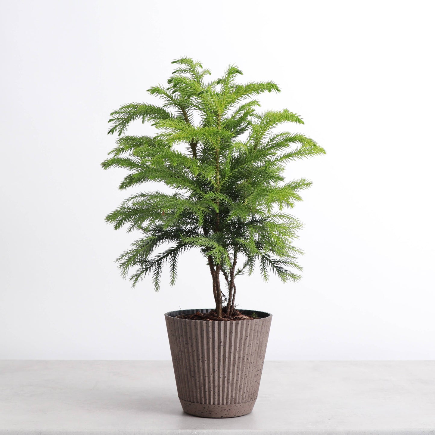 4" Decorative Ruffled Pot for Plants