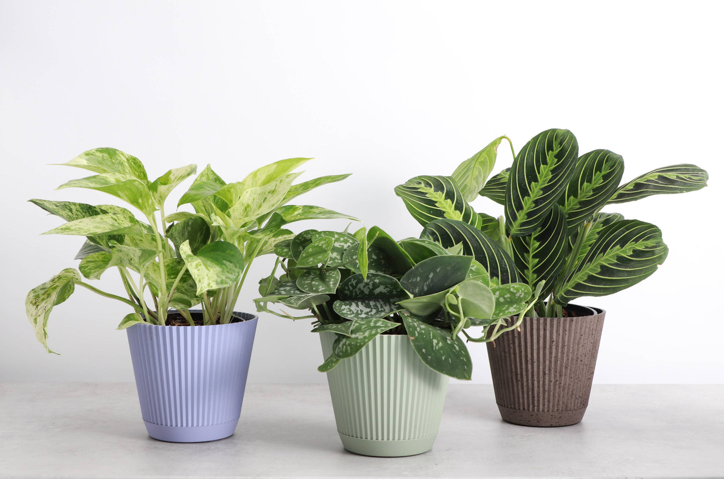 4" Decorative Ruffled Pot for Plants