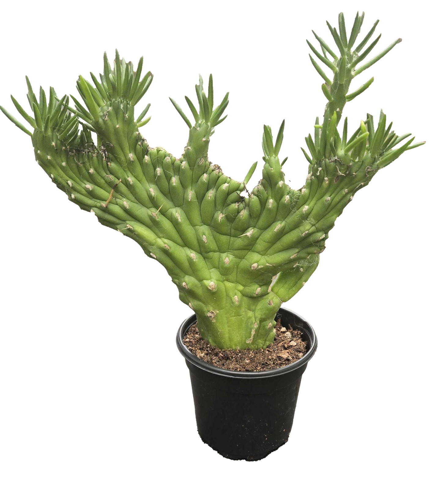 Opuntia Subulata 'Crested' Cactus 4"