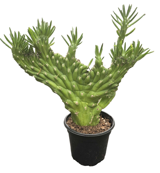 Opuntia Subulata 'Crested' Cactus 4"