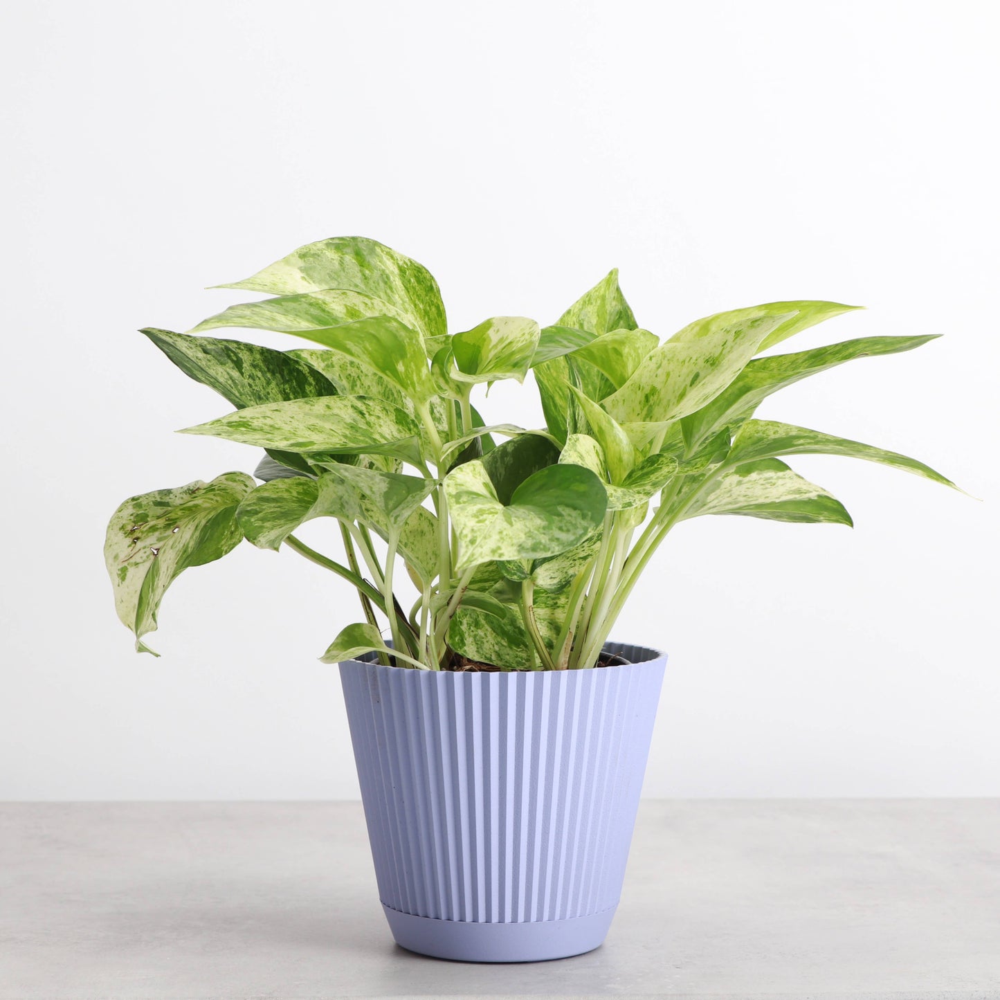 4" Decorative Ruffled Pot for Plants