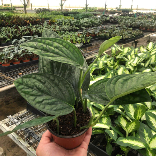 Monstera Peru 4"