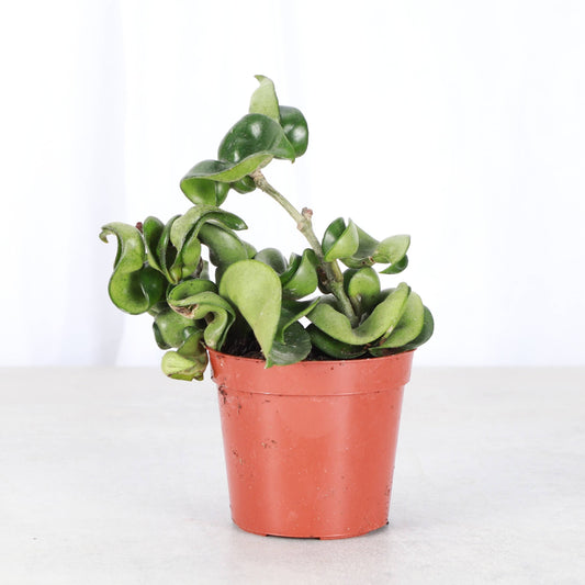 Hoya Compacta 2"