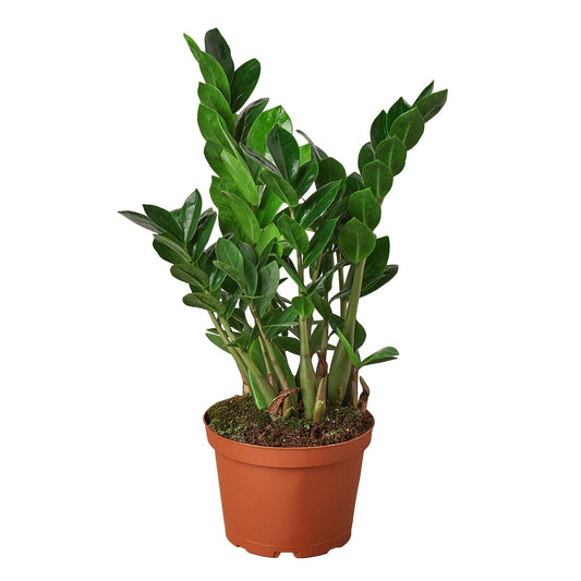 Zamioculcas Zamiifolia 6"