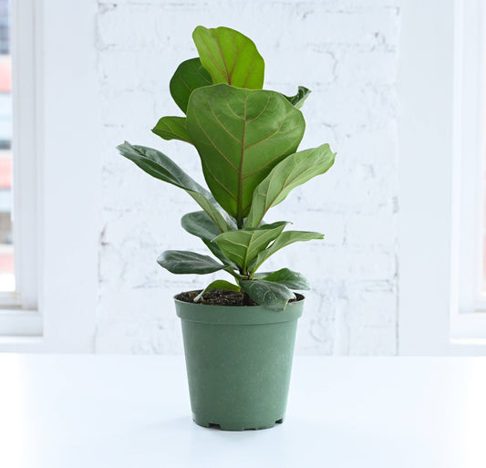 Fiddle Leaf Fig 6"