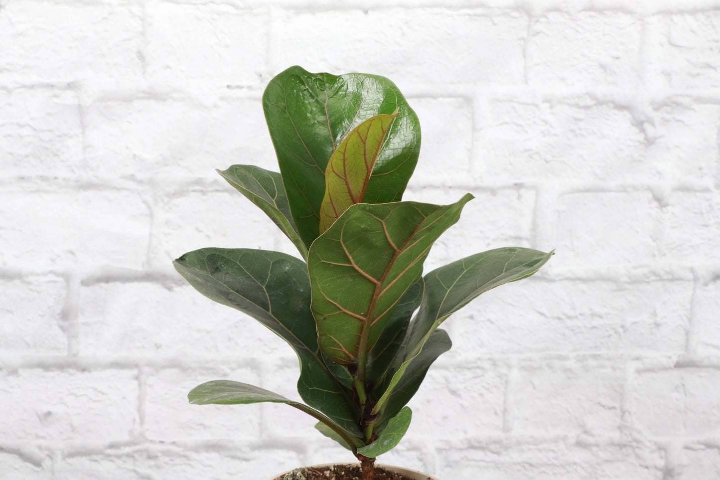 Fiddle Leaf Fig 6"